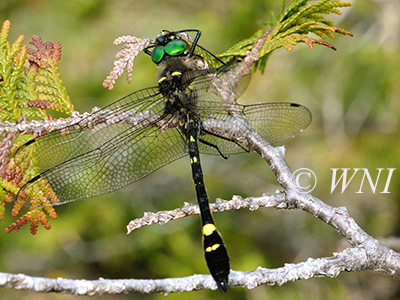 Swift River Cruiser (Macromia illinoiensis)